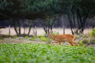 roedeer - buck par Pim Leijen Aperçu