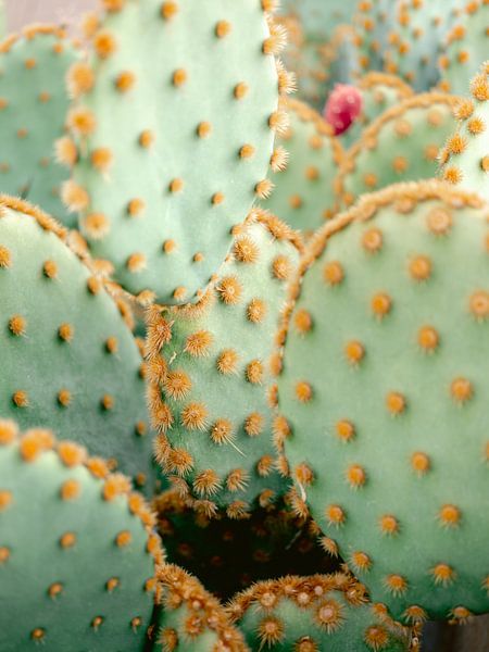 Cacti in Marrakech by Raisa Zwart Travel Photography Prints
