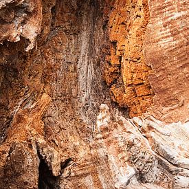 Abstract gezicht van de schors van een gespleten boom van PF Snel