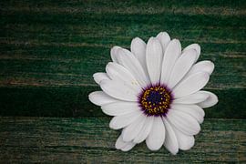 Afrikanisches Gänseblümchen von Andreas Müller