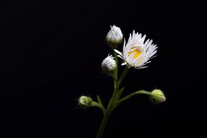 madelief op stelten van anne droogsma