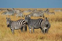 Masai Mara Zebras
