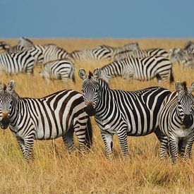 Masai Mara zebras by Bart Hendriks