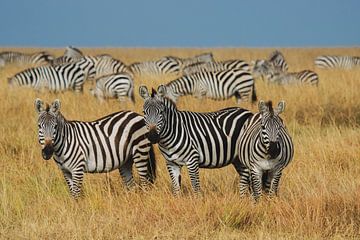 Zèbres du Masai Mara sur Bart Hendriks