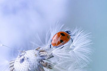 Ladybird by Kurt Hohenbichler