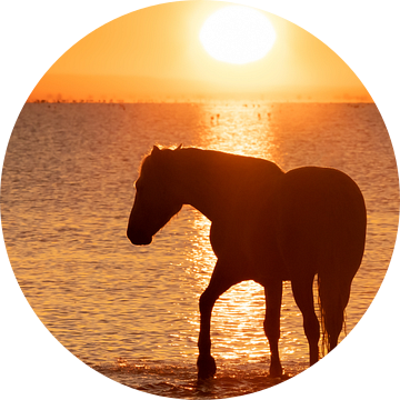 romantisch paard in de Camargue van Kris Hermans