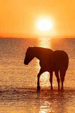 romantisch paard in de Camargue van Kris Hermans