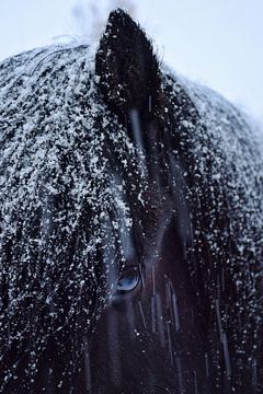 Black beauty in de sneeuw van Elisa in Iceland