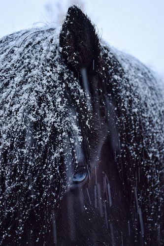 Black beauty in de sneeuw