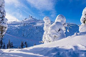 Landschaft mit Schnee und Bäumen im Winter in Ruka, Finnland