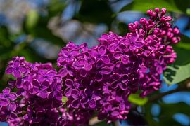 Purple lilacs in bloom by Jolanda de Jong-Jansen