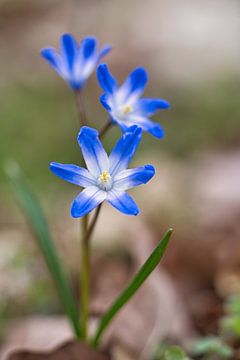 blauwe bloesems van de bluestar. Vroege bloeier van Martin Köbsch