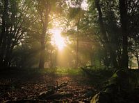 les rayons du soleil à travers les arbres
