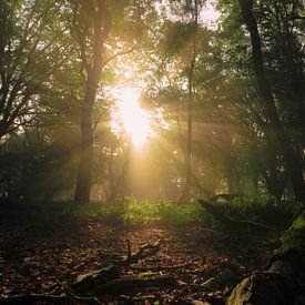Sonnenstrahlen durch die Bäume von Jeroen Mondria