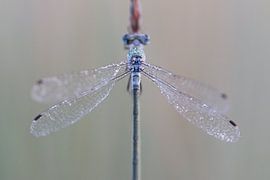 Juffer bedekt met dauwdruppels by Esther Ehren