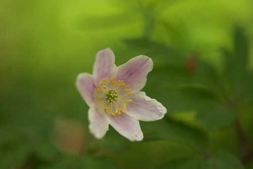 Macro of an anemone in a forest in Thuringia