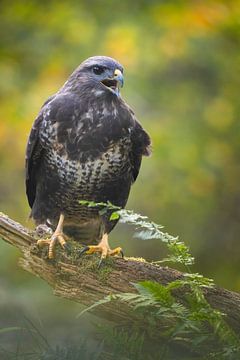 Roepende buizerd