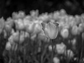 Schwarze weiße Tulpen von Martijn Tilroe Miniaturansicht