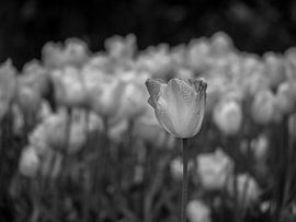 Schwarze weiße Tulpen von Martijn Tilroe