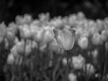 Zwart witte tulpen van Martijn Tilroe