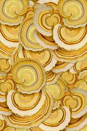 Elfenbankje (Turkey Tail) van Marja van den Hurk