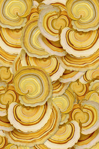 Elfenbankje (Turkey Tail)