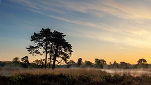 paysage avec arbre dans la lumière du matin #2