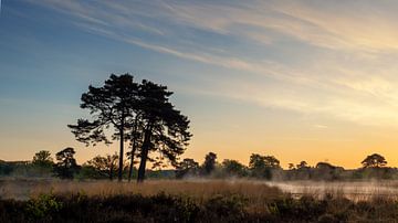 landschap met boom in vroeg ochtendlicht #2 van Lex Schulte