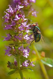 Blue-green caterpillar fly on a flower