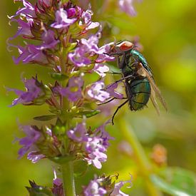 Mouche bleue-verte sur une fleur sur Detlef Schöler Fotografie