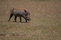 Zwijn op de grasvlakte van de Serengeti