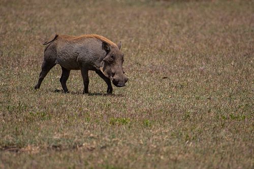 Zwijn op de grasvlakte van de Serengeti