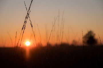 Zonsondergang onder het gras van Niki Moens