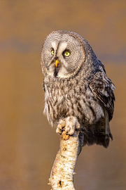 La chouette de Laponie (Strix nebulosa)