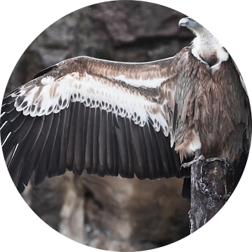 De Griffon Gier zit prachtig, spreidt zijn enorme vleugels met lange veren, aasetvogel, de vleugels  van Michael Semenov