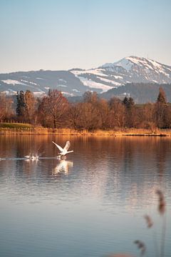 Abflug des Schwanes am Sulzberger See zum Abend mit dem Grünten im Hintergrund von Leo Schindzielorz