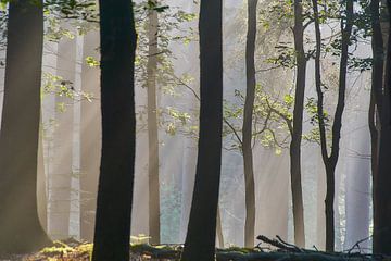 Speulderbos van Ad Jekel