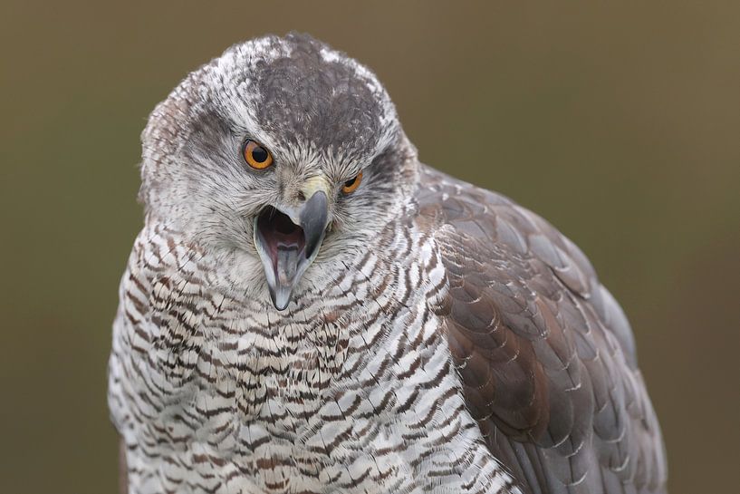 Havik (Accipiter gentilis) van Ronald Pol