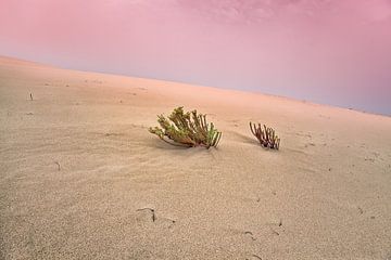 Wüstensand von Bo Valentino