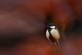 Koolmees op de uitkijk
