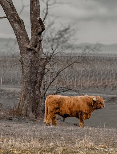 Schotse Hooglandrunderen