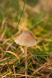 Paddenstoel by Dieuwer van Klaveren