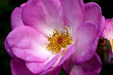 closeup van een prachtige roze roos van W J Kok