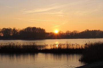 Zonsondergang achter het  Riet Noord Holland van Elisabeth Eisbach