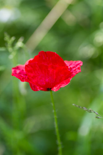 Rubis des prés