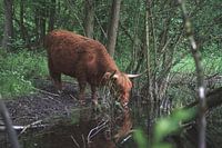 Scottish highland beef drinks from a brook in nature