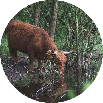 schotse hoogland rund drinkt uit een beek in de natuur van Robinotof