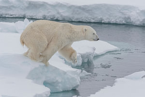 Eisbär-Porträt