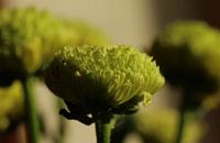 Kleine Knospen der Chrysantheme in der Sonne