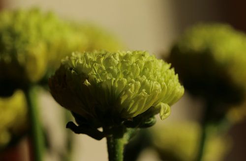 Small chrysanthemum buds in the sun